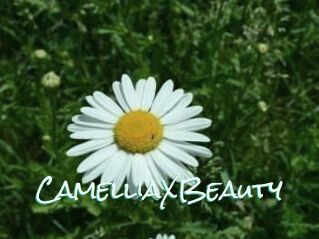 Camellia_XBeauty