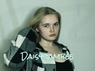 Daisygambee